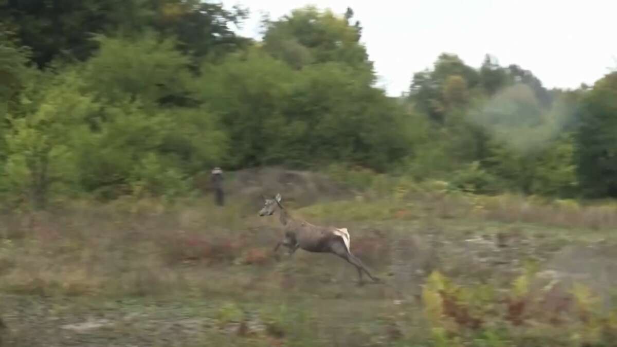 Bursa’daki 3 kızıl geyik, doğal yaşam alanına kavuştu