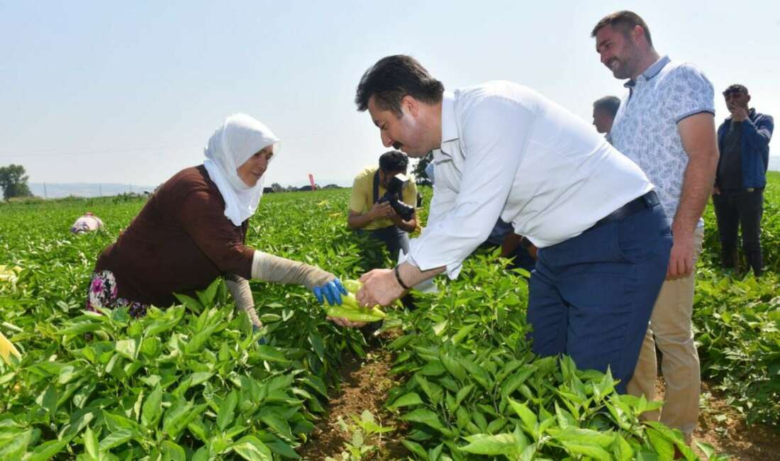 Adına Uluslararası Altın Biber