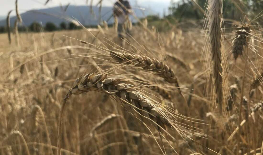 Uluslararası Hububat Konseyi (IGC),