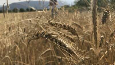 Dünya tahıl arzında rekor beklenti: 3 milyar tonu geçebilir