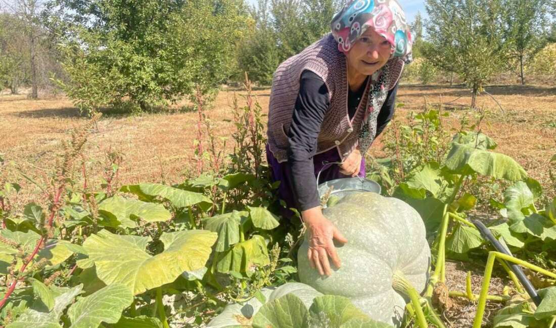 Hayvan gübresiyle 40 kilograma ulaşan kabaklarını taşımakta zorlandı Bahçesindeki kabakları hasat ederken