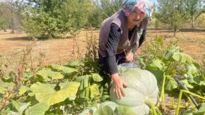 Hayvan gübresiyle 40 kilograma ulaşan kabaklarını taşımakta zorlandı