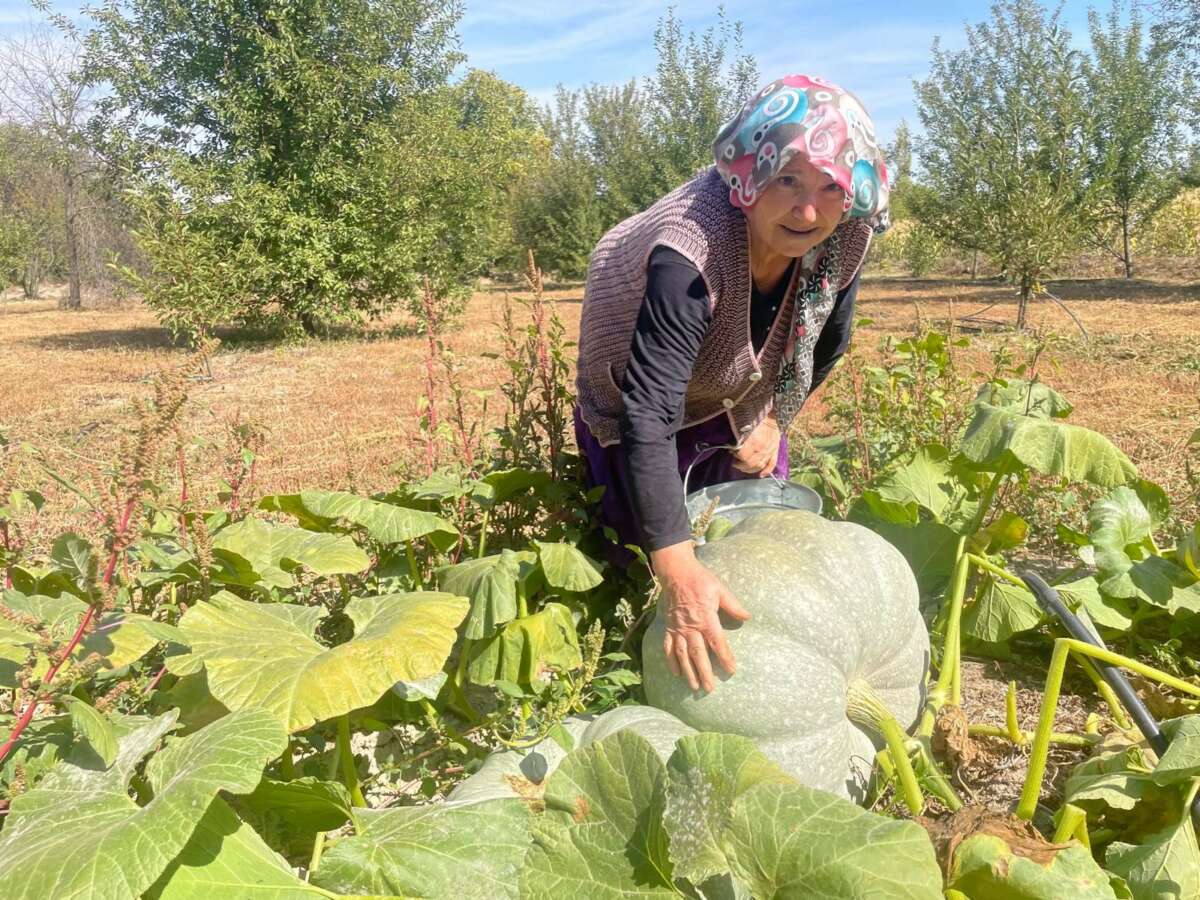 Hayvan gübresiyle 40 kilograma ulaşan kabaklarını taşımakta zorlandı