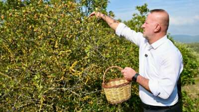 Karacabey Belediyesi ‘Alıç Meyvesi’ni dünya pazarında tanıtacak!
