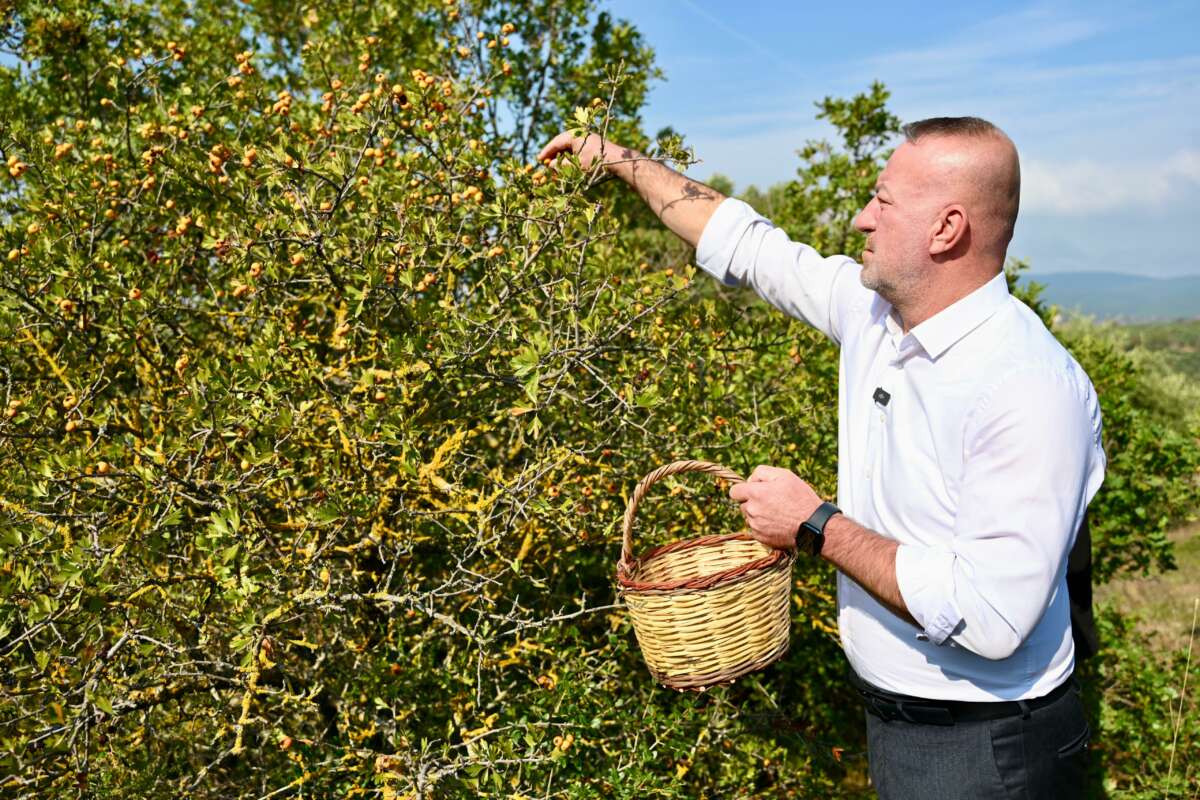 Karacabey Belediyesi ‘Alıç Meyvesi’ni dünya pazarında tanıtacak!