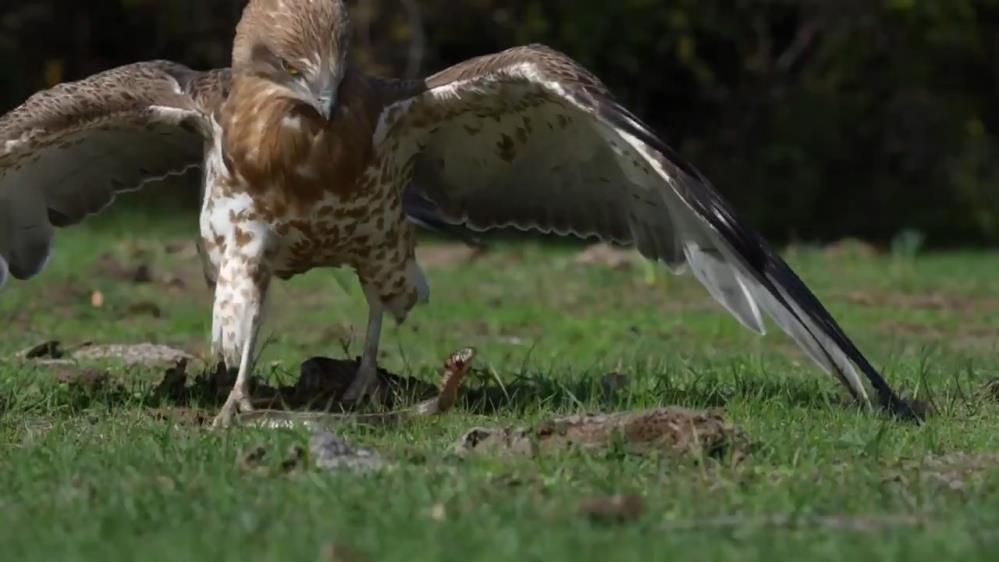 Karacabey Longozu’ndan kartal ile yılanın savaşı! Bursa’da, yılanı pençeleriyle yakalayan
