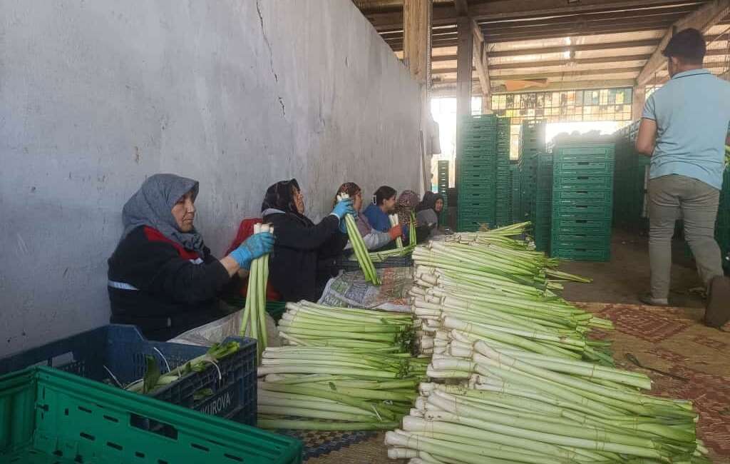 Yazlık ürünlerde sezonun sona