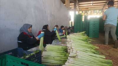 Kışlık ürünlerde hasat başladı