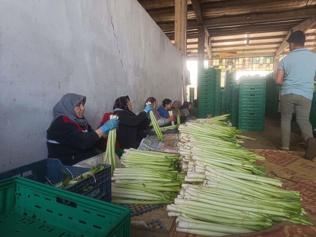 Kışlık ürünlerde hasat başladı