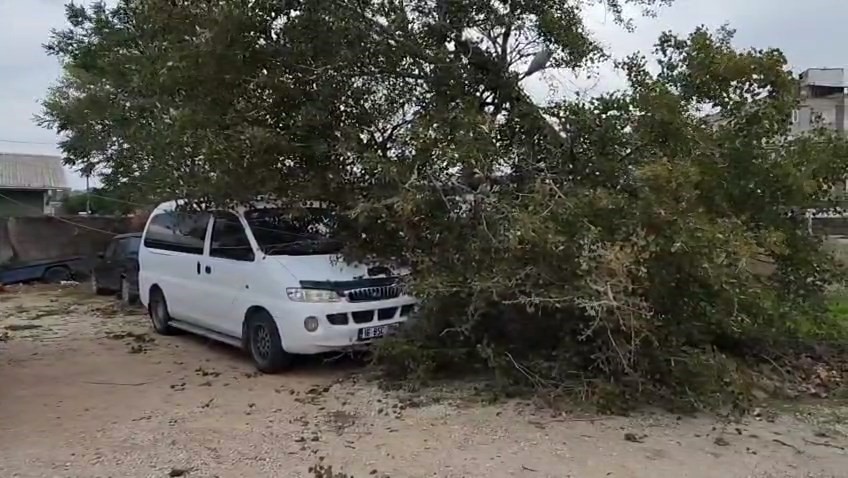 Lodos sebebiyle ağaç ve elektrik direği devrildi