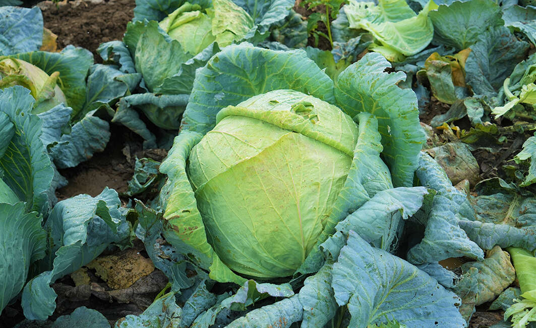 Muş Ovası’nda lahana hasadı başladı: 150 milyon liralık katkı bekleniyor Türkiye'nin üçüncü en büyük