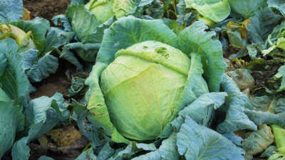 Muş Ovası’nda lahana hasadı başladı: 150 milyon liralık katkı bekleniyor