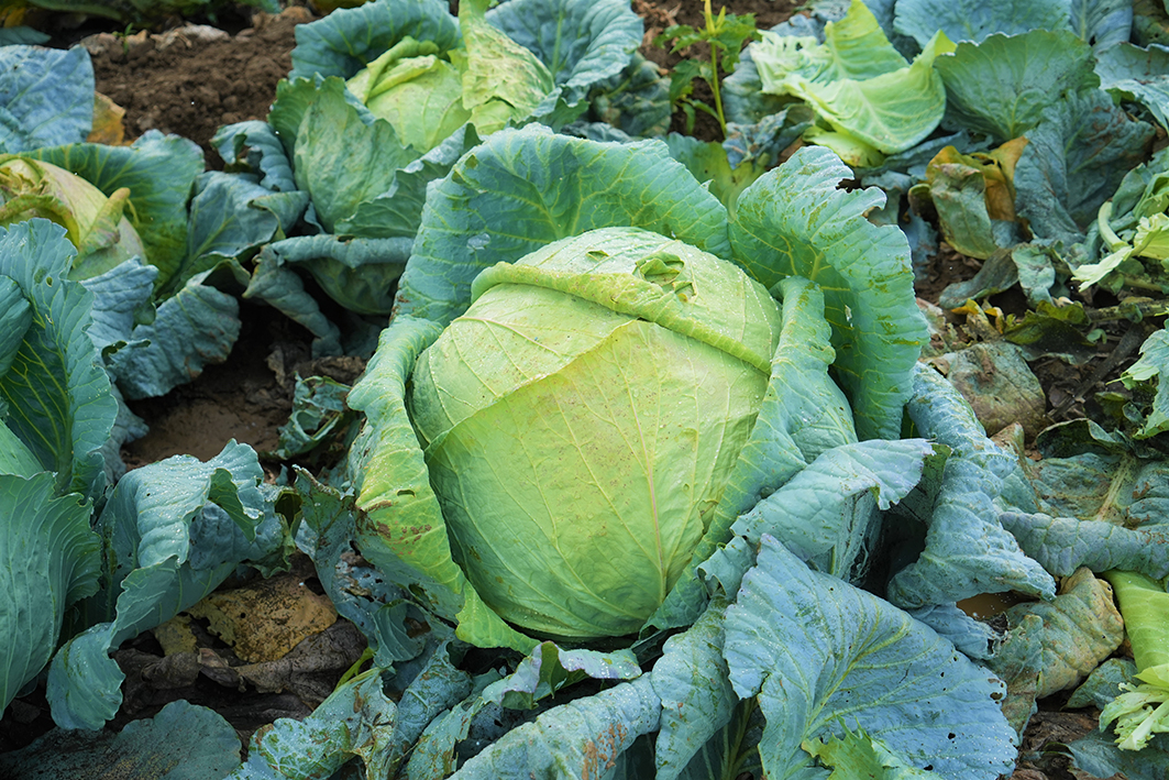 Muş Ovası’nda lahana hasadı başladı: 150 milyon liralık katkı bekleniyor