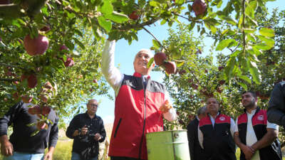 Muş’ta elma hasadından 100 milyon liralık gelir bekleniyor