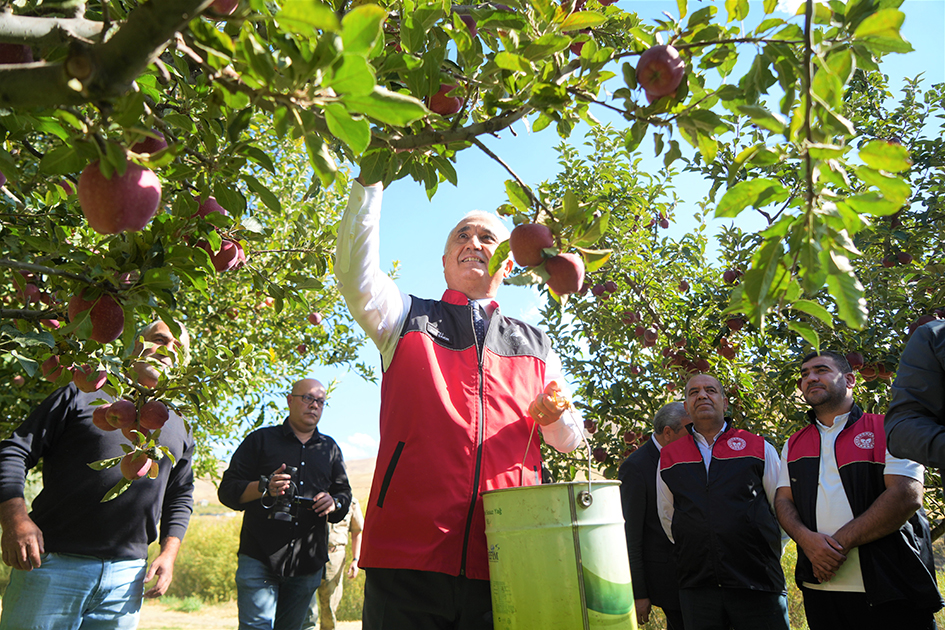 Muş’ta elma hasadından 100 milyon liralık gelir bekleniyor