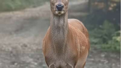 Yaban hayatının sessiz tanıkları arasında