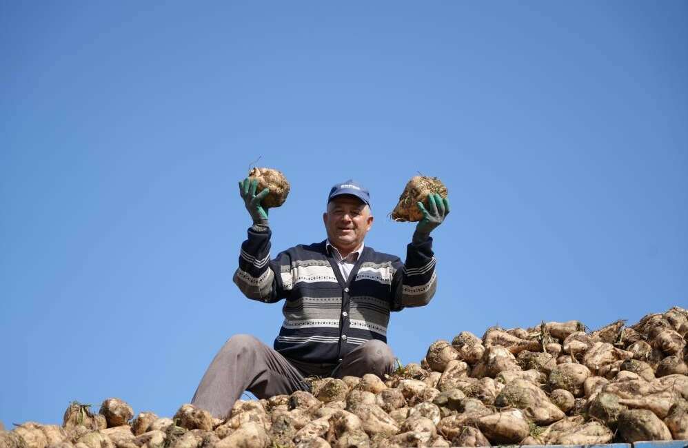 Pancar üretiminde düşüş şeker arzında sorun oluşturmayacak Bu yıl pancar üretimindeki
