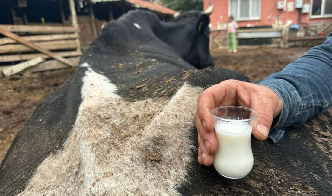 Bursa'nın Yenişehir ilçesinde şap