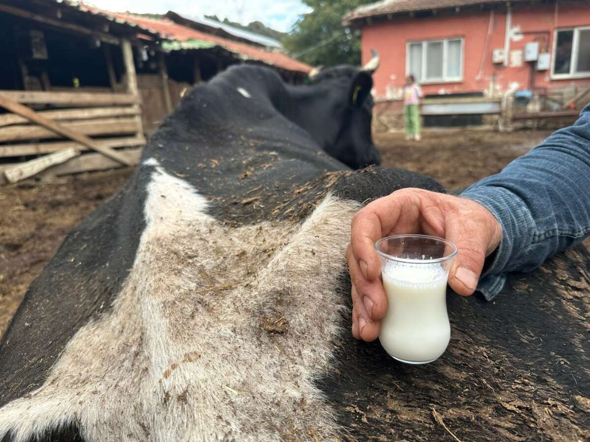 Şap vurdu: 35 litre süt veren sığırdan bir çay bardağı süt almaya başladı
