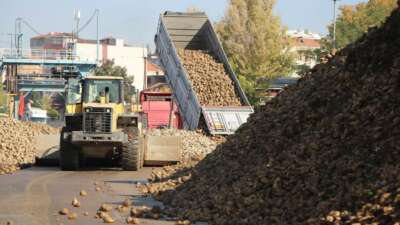 Tarım Bakanlığı: “Kuraklık nedeniyle şeker pancarı üretimini kısıtlamayacağız”