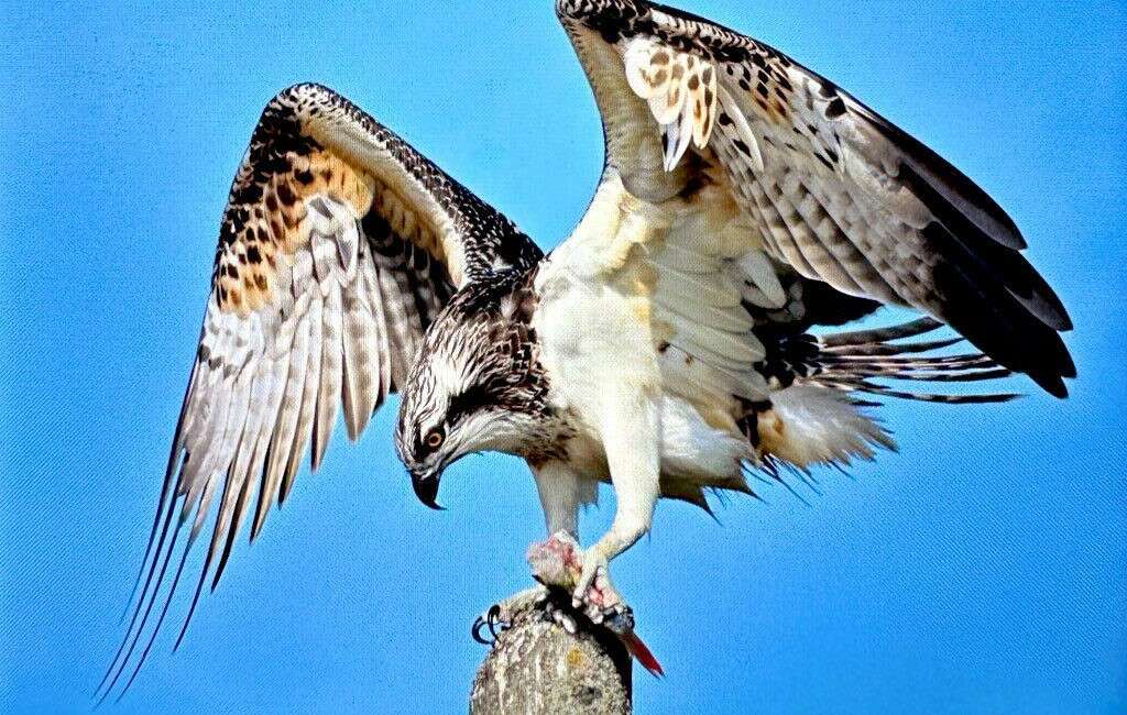 Türkiye’de nadir görülen balık kartalı Bursa’da görüntülendi Türkiye’de geçmiş yıllarda üreme