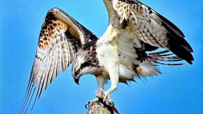 Türkiye’de nadir görülen balık kartalı Bursa’da görüntülendi