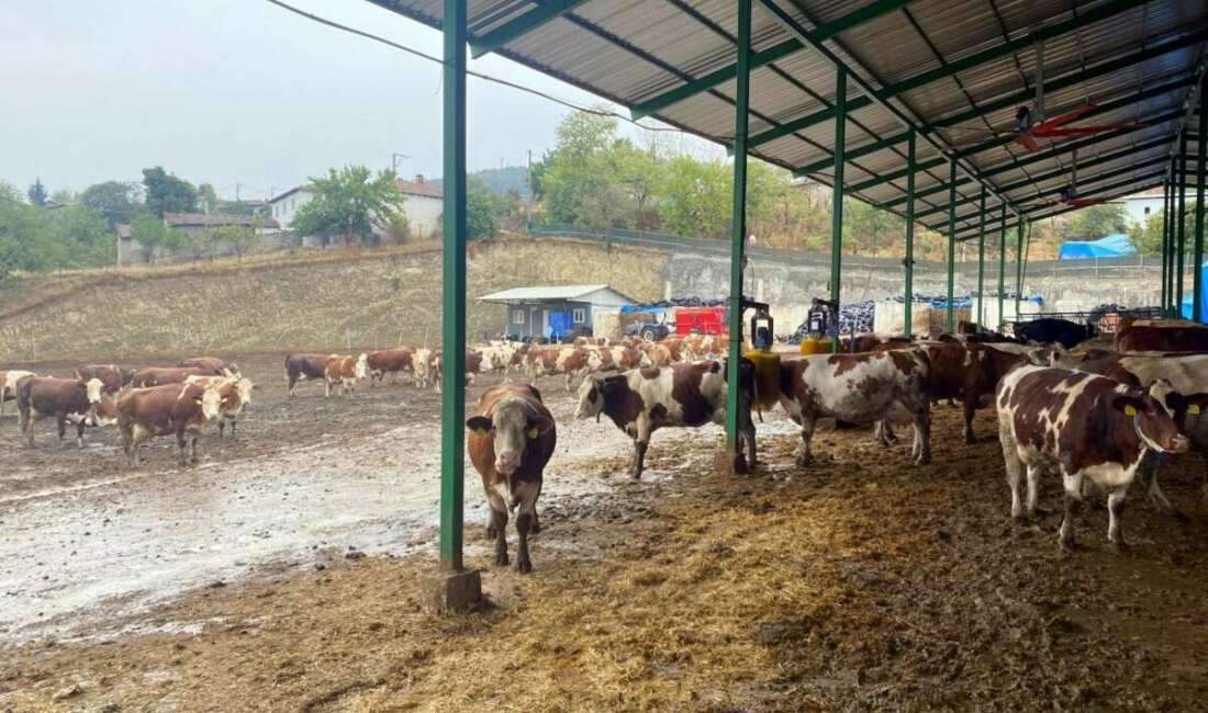 Yapay zeka süt hayvancılığında çığır açtı Marmara Bölgesi'nde ilk kez Bursa'nın
