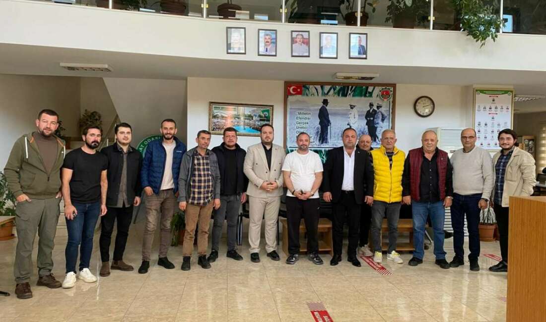 Zeytinin kilogram maliyeti açıklandı Zeytinde hasat mevsimi öncesinde