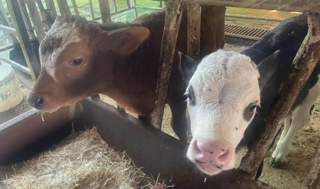 ABD Tarım Bakanlığı (USDA), dünyanın