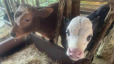 ABD Tarım Bakanlığı: “Türkiye’de yıllık 400-500 bin buzağı ölümü oluyor”