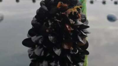 İstanbul’daki gıda zehirlenmesi ve kaçak midye gerçeği