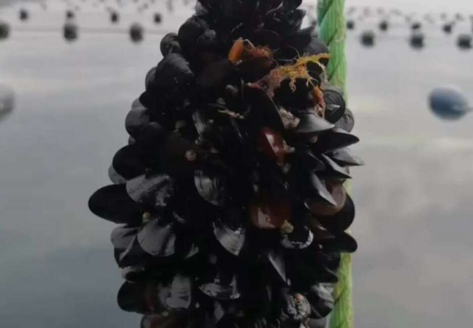 Yalova, Balıkesir ve Çanakkale