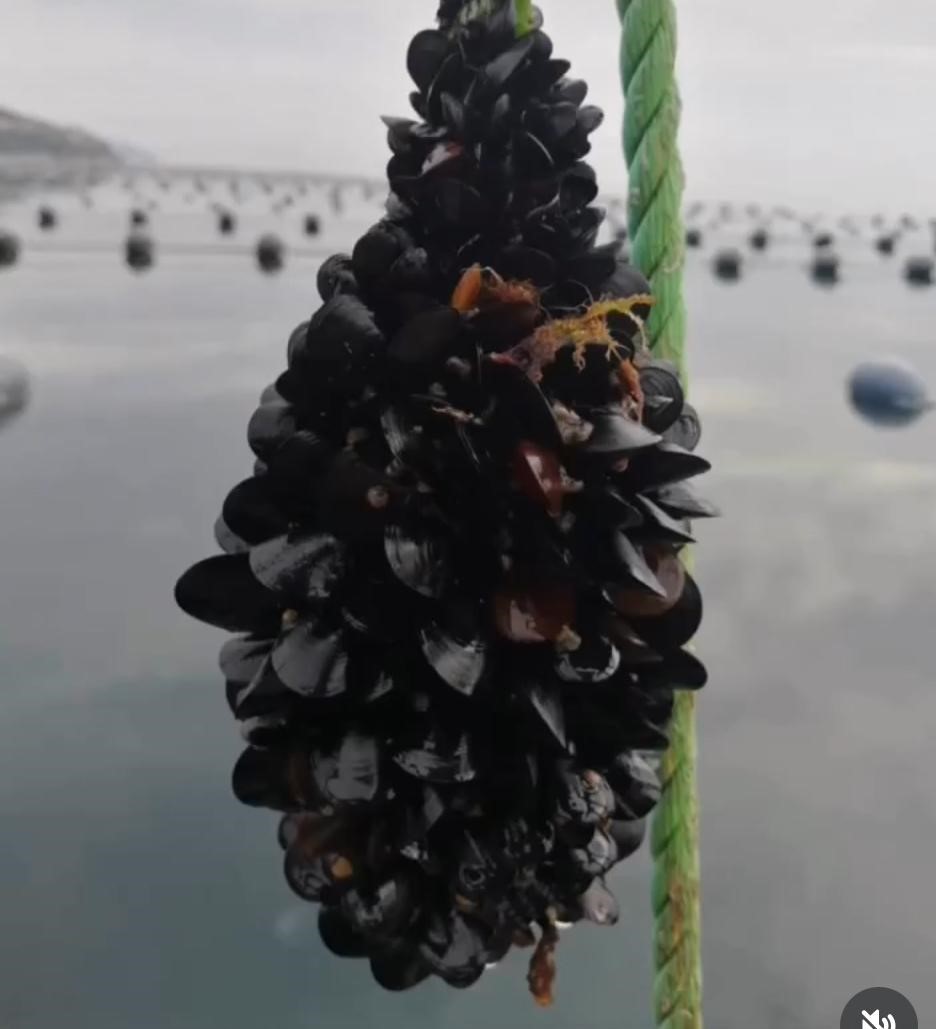 İstanbul’daki gıda zehirlenmesi ve kaçak midye gerçeği