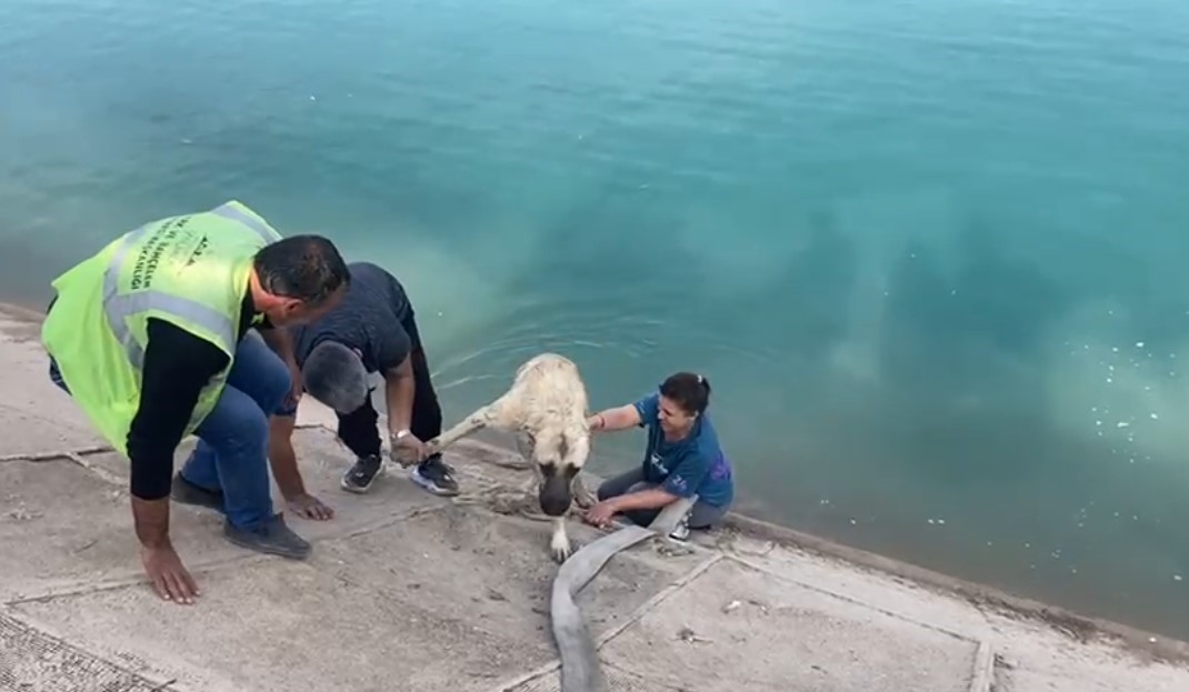 İki çocuklu kahraman anne Fırat’a düşen kangalı böyle kurtardı Güneydoğu turuna çıkan Bursalı Dilaver