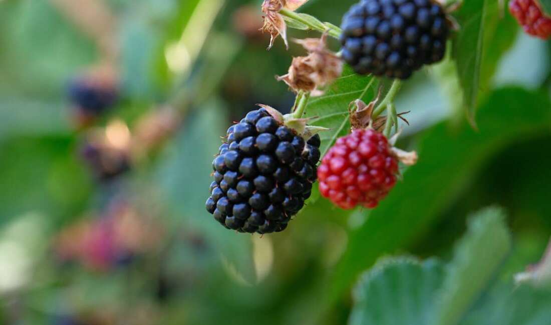 Bursa Büyükşehir Belediyesinin kırsal kalkınmayı desteklemek