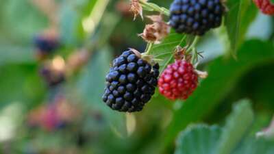 Bursa Büyükşehir 9 üründe fide ve fidan desteğinde bulunacak