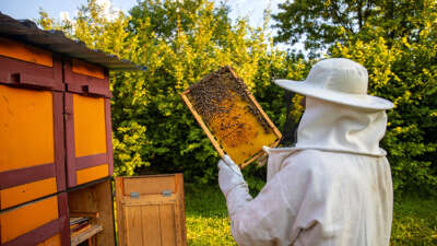 Bursa’da arıcılara büyük destek