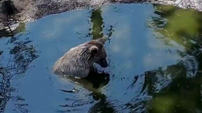 Bursa’da ayılardan kış öncesi son banyo keyfi