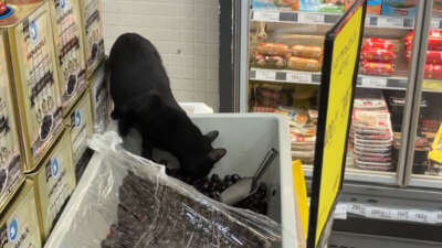 Bursa’daki Gross Market’te skandal: Kedi zeytin tezgâhına girdi