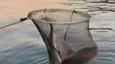  Bursa'nın Gemlik ilçesi açıklarında balık