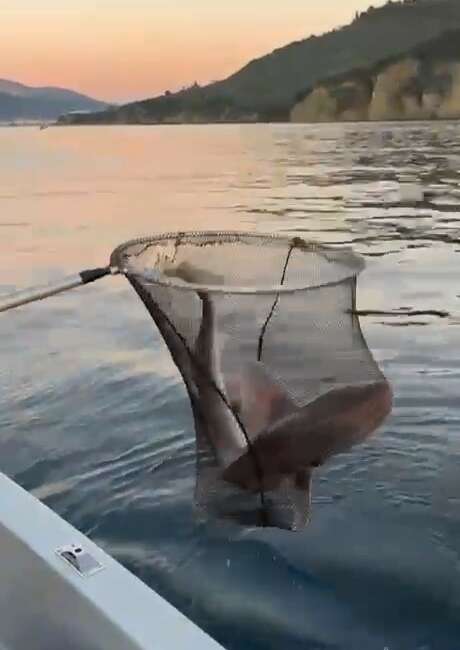 Gemlik Körfezi’nde balıkçıların oltasına köpek balığı takıldı Bursa'nın Gemlik ilçesi açıklarında