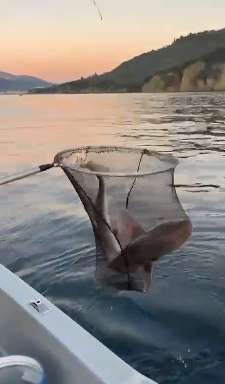 Gemlik Körfezi’nde balıkçıların oltasına köpek balığı takıldı