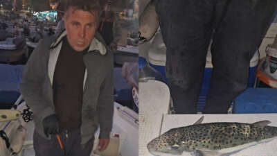 Gemlik Körfezi’nde benekli balon balığı şoku