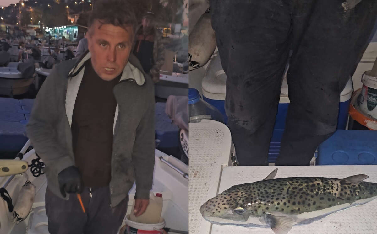 Gemlik Körfezi’nde benekli balon balığı şoku