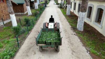 Osmangazi Belediyesi Doğal Üretimle Sofralara Sağlık Sunuyor