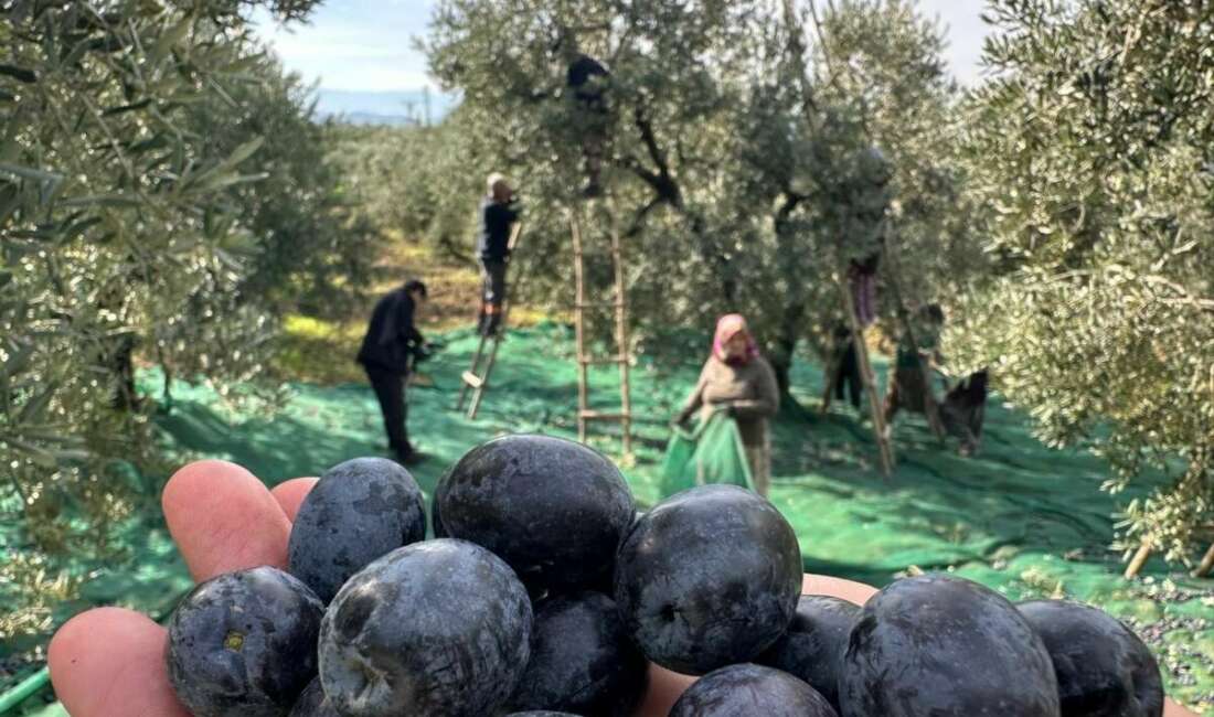 Bursa'nın Gemlik ilçesinin Katırlı