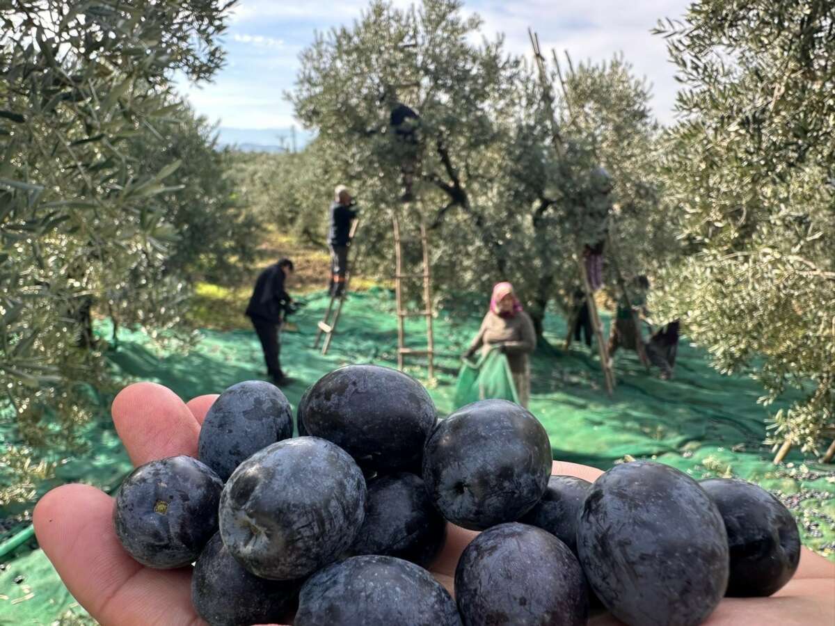 İsviçre sofralarını süsleyen zeytinde bu yıl kalite yüksek