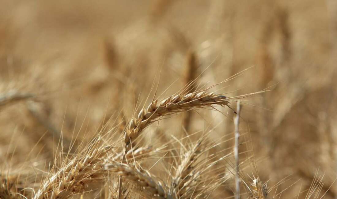 Uluslararası Hububat Konseyi (IGC), küresel tahıl üretiminin