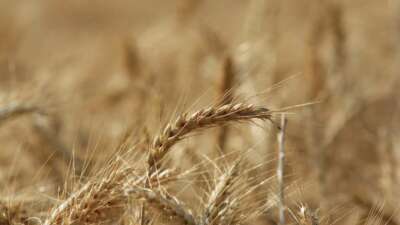 Küresel tahılda rekor artış bekleniyor