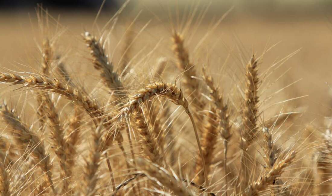 Küresel tahıl üretiminde tüm zamanların zirvesi geliyor Uluslararası Hububat Konseyi (IGC),